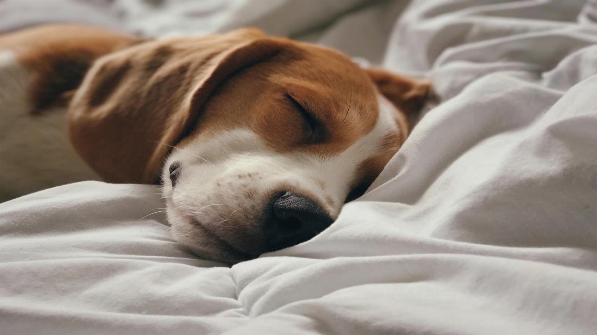 Holiday Inn Santo Domingo By Ihg Exterior photo A dog sleeping